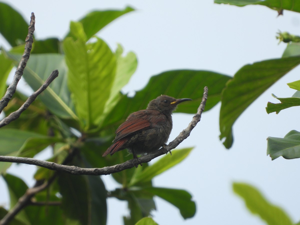 Red-tinged Myzomela - ML647103050