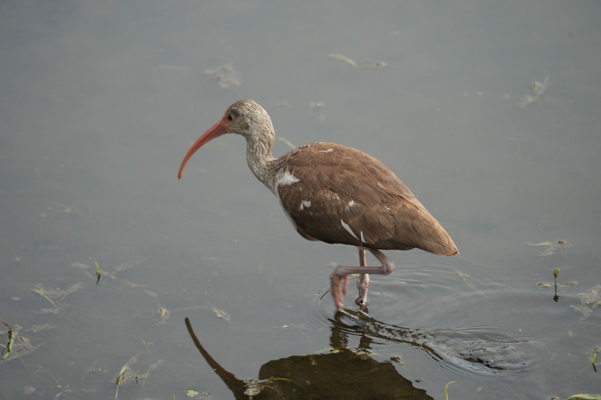 ibis bílý - ML647103057