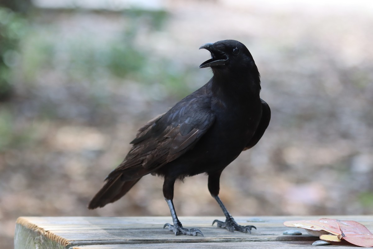 Fish Crow - ML647103080