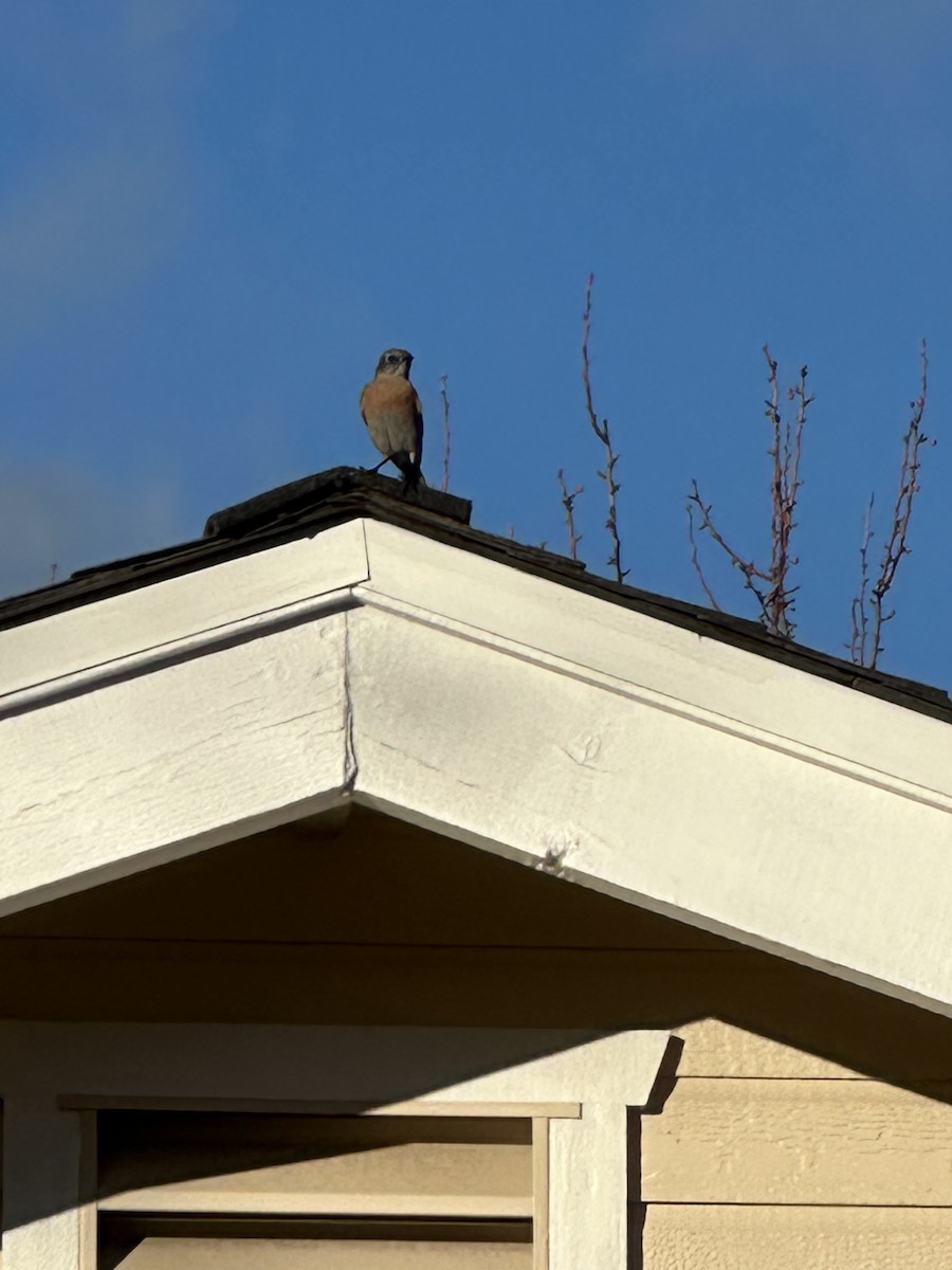 Западная сиалия - ML647103093