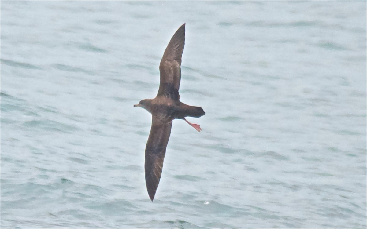 יסעור ורוד-רגל - ML647103097