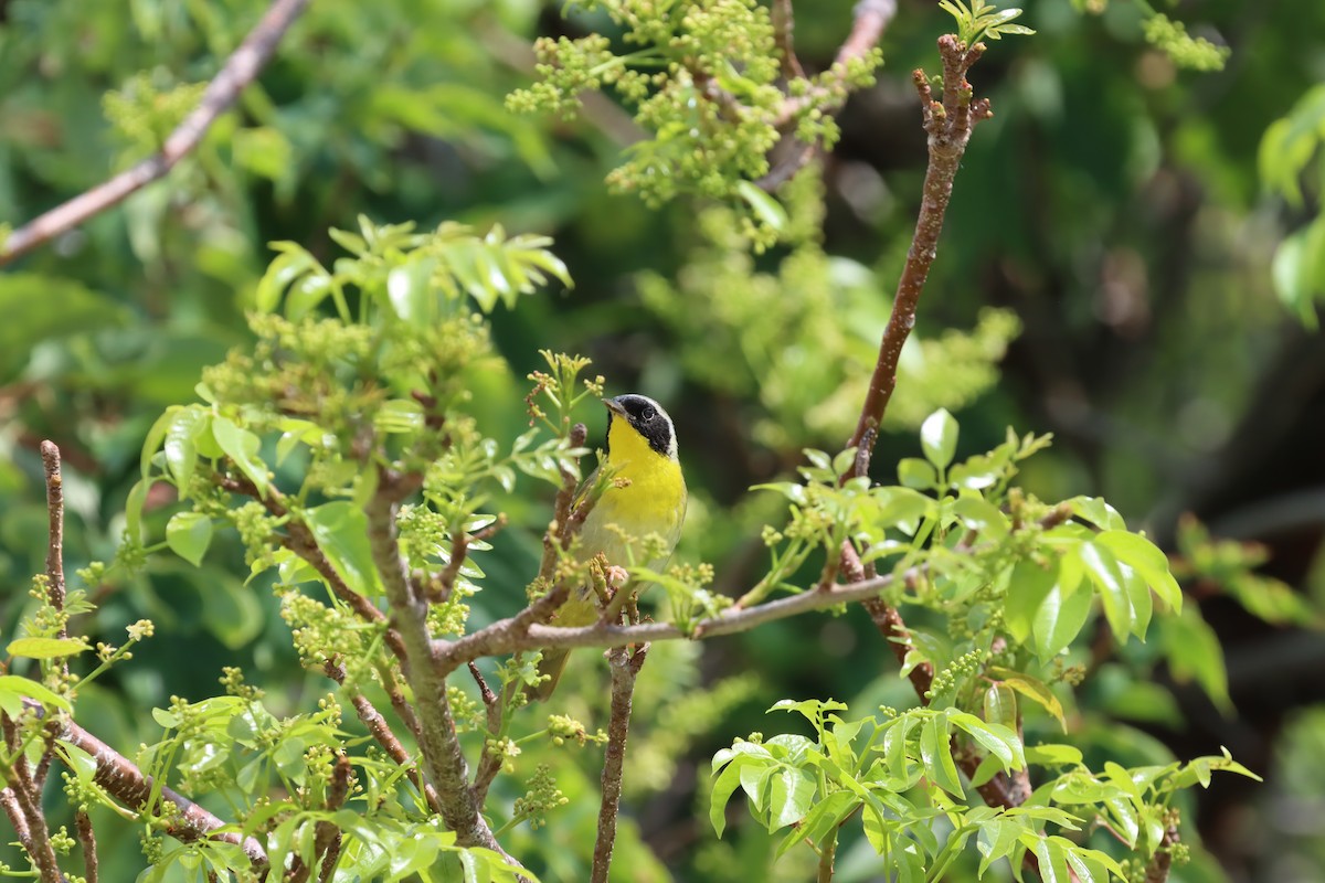 Common Yellowthroat - ML647103101