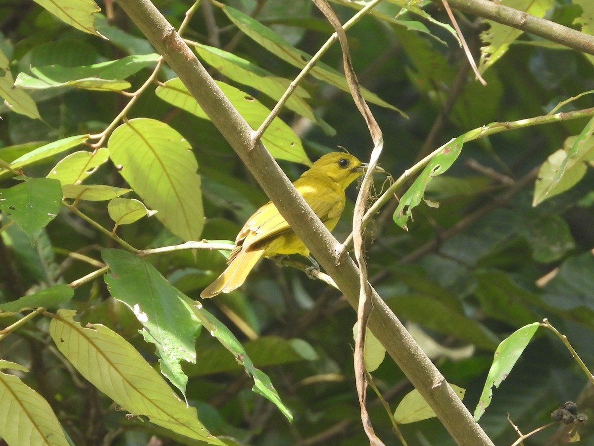 Obi Golden-Bulbul - ML647103104