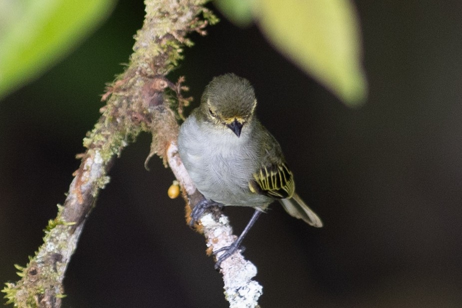Choco Tyrannulet - ML647103106