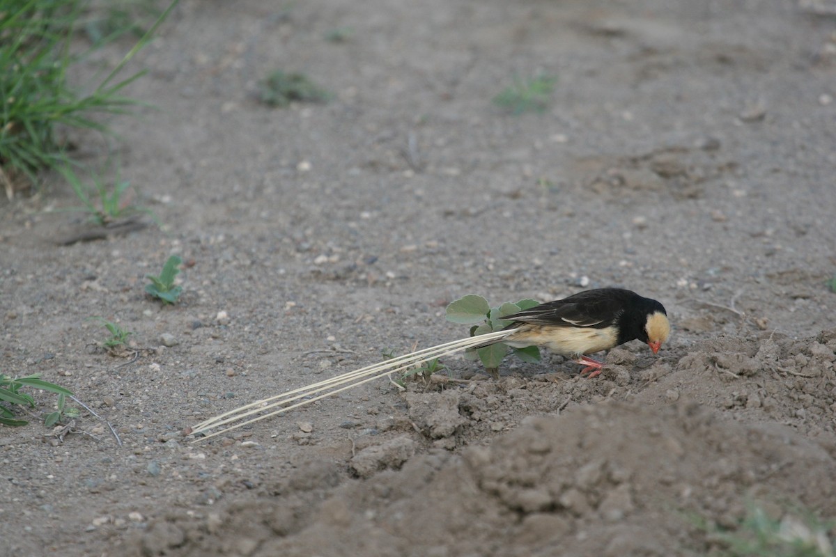 Straw-tailed Whydah - ML647103109