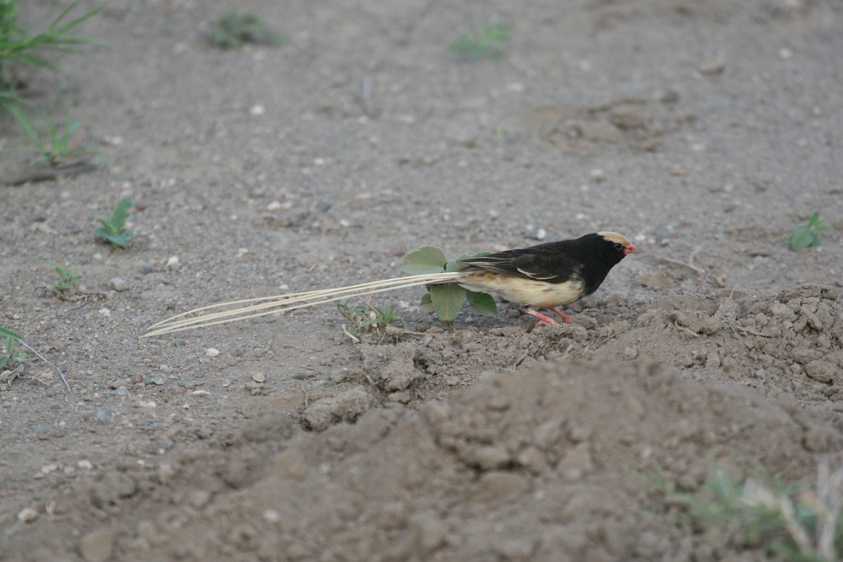 Straw-tailed Whydah - ML647103114