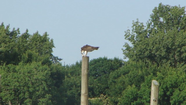 שלך - ML647103118