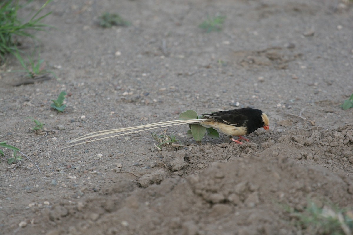Straw-tailed Whydah - ML647103119