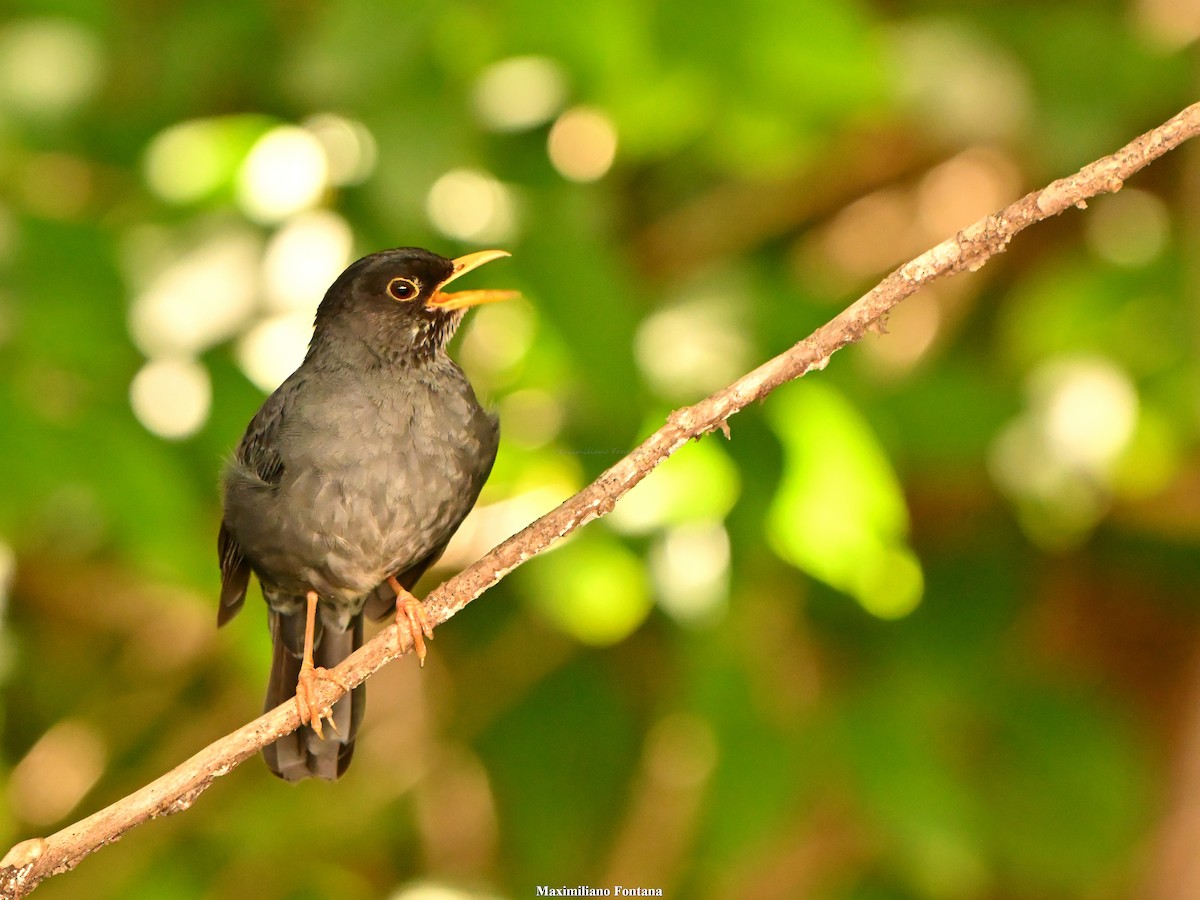 Andean Slaty Thrush - ML647103124