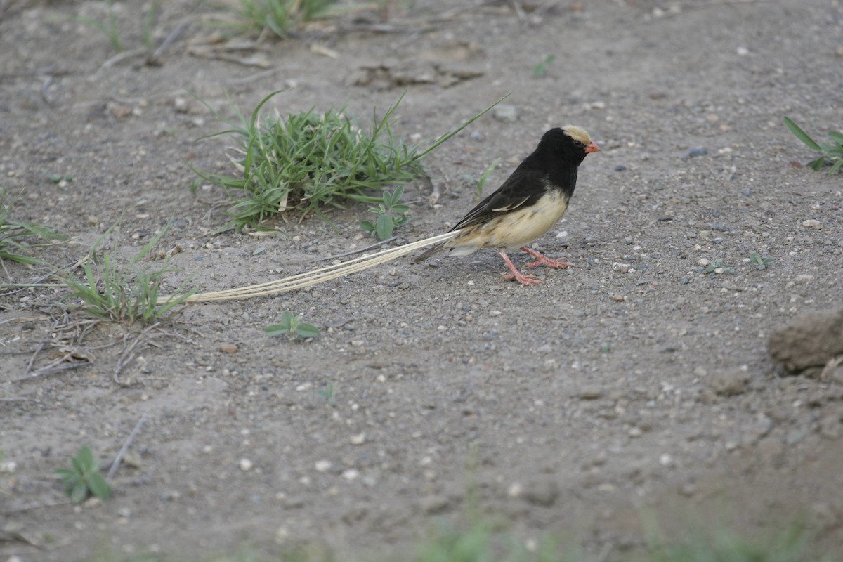 Straw-tailed Whydah - ML647103125