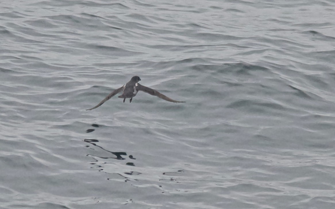 Peruvian Diving-Petrel - ML647103126