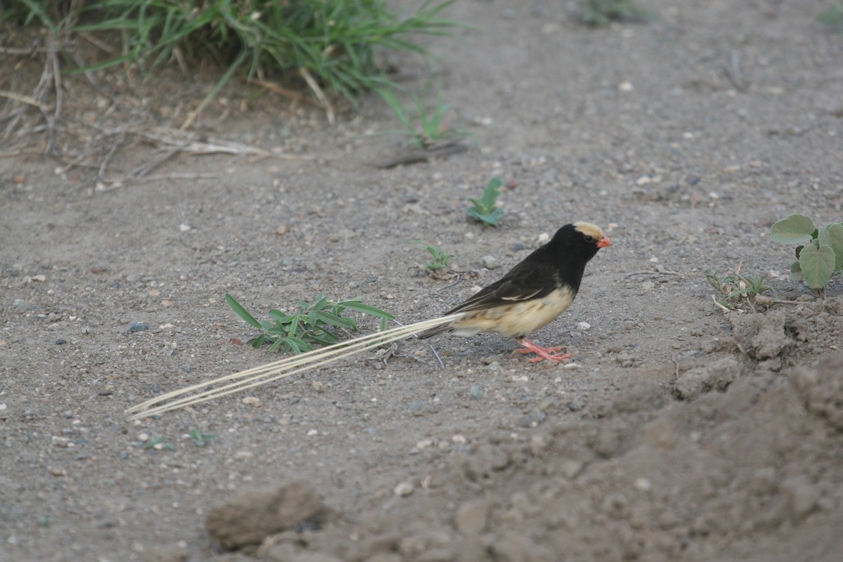 Straw-tailed Whydah - ML647103157