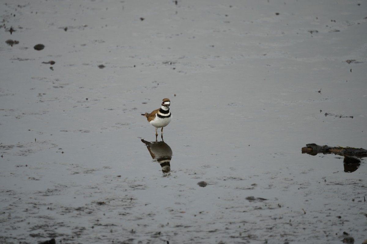 kulík rezavoocasý - ML647103159