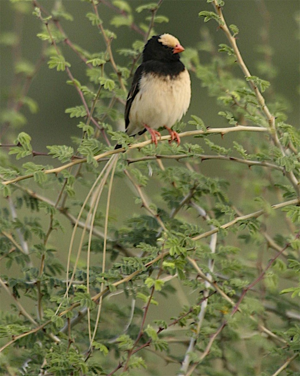 Straw-tailed Whydah - ML647103161