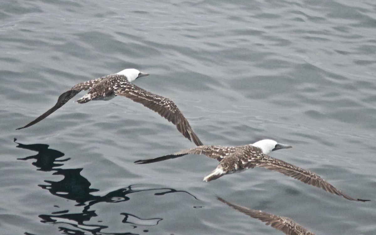 Peruvian Booby - ML647103168