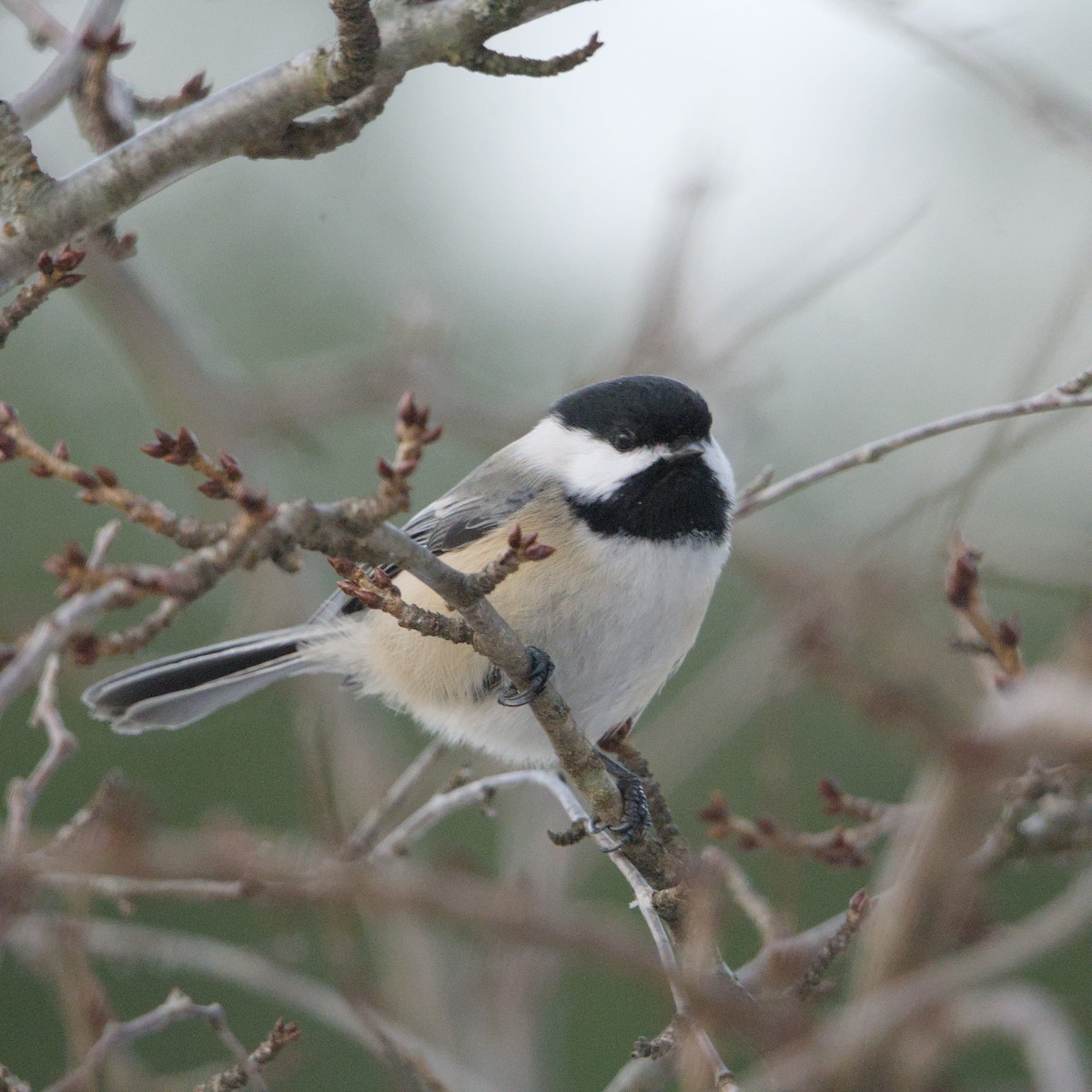 Гаїчка світлокрила - ML647103169