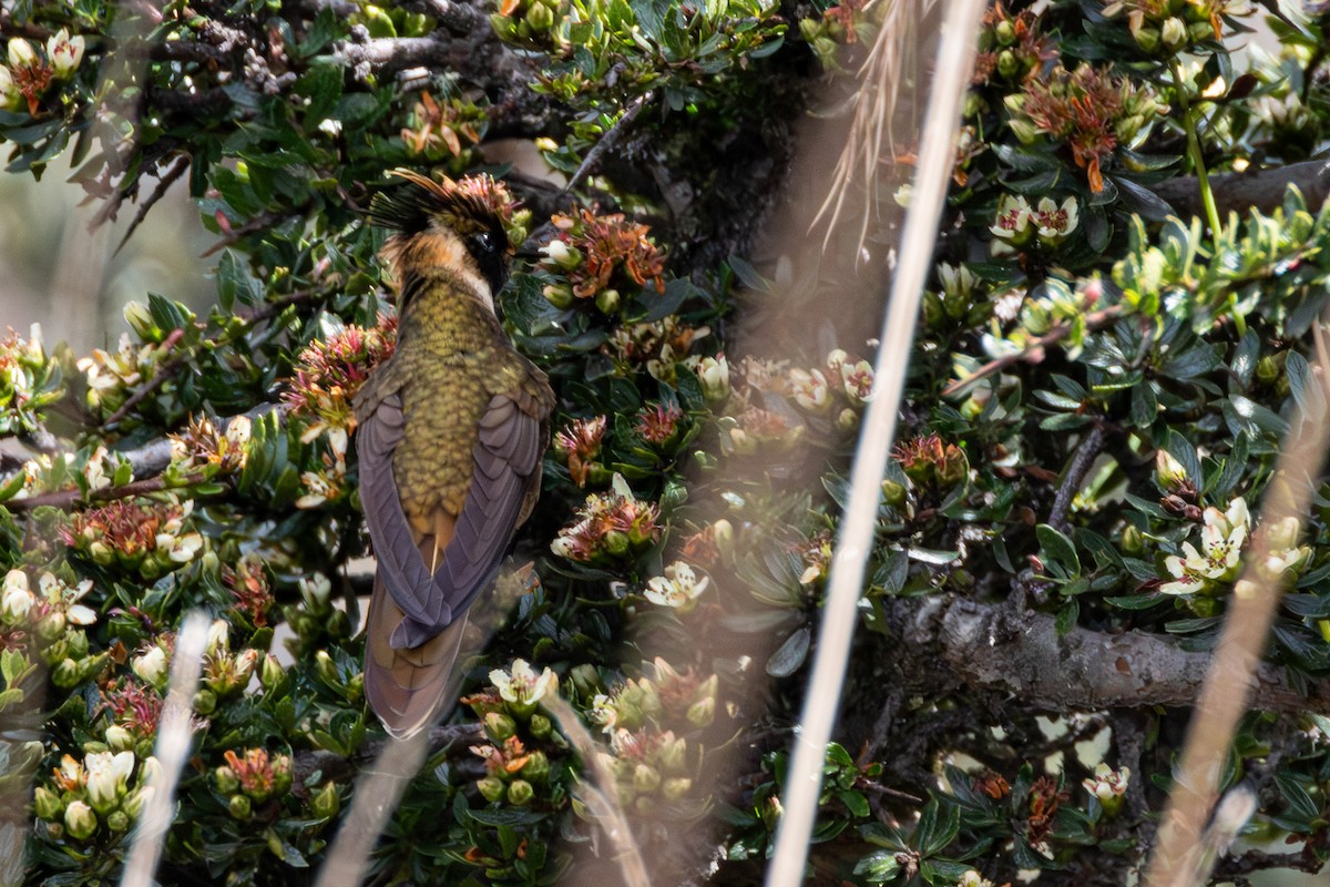 Buffy Helmetcrest - ML647103170