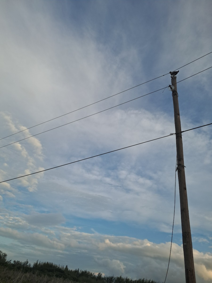 Arrano arrantzalea - ML647103172