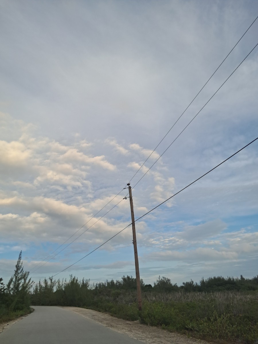 Arrano arrantzalea - ML647103173