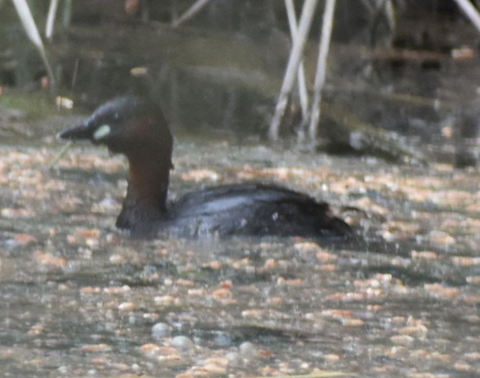 Little Grebe - ML647103178