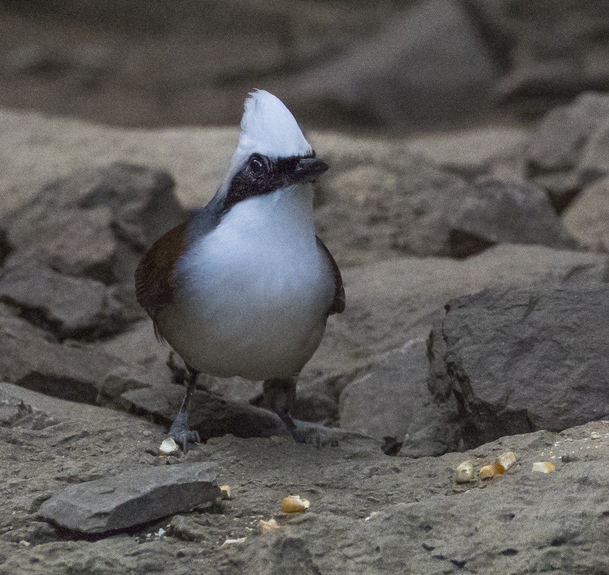 White-crested Laughingthrush - ML647103179