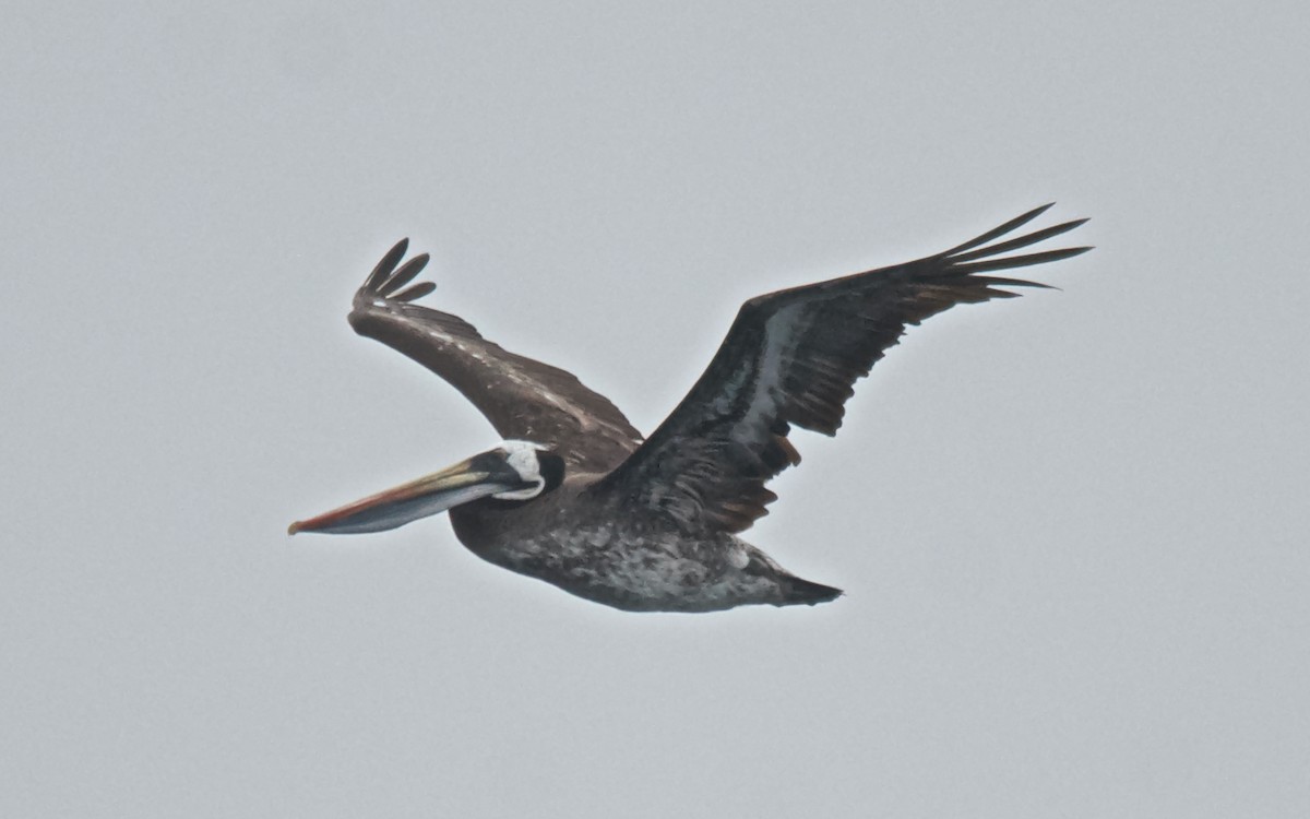 Peruvian Pelican - ML647103189