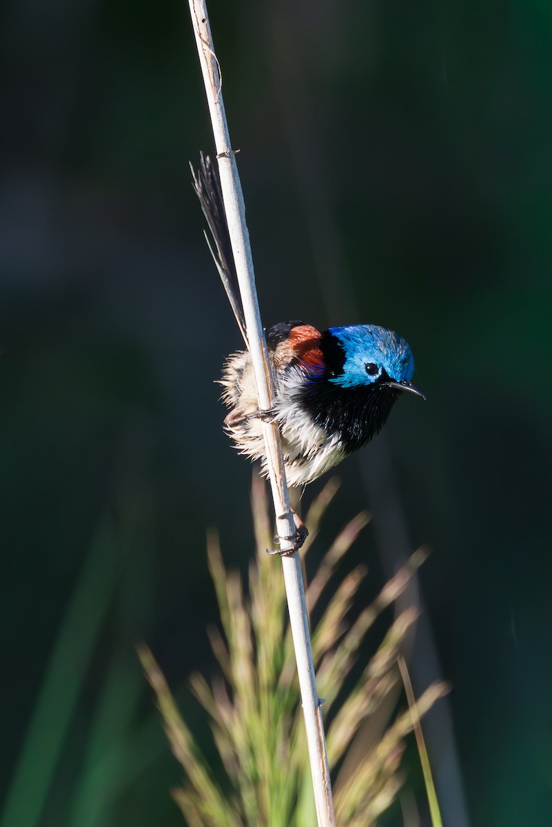 Variegated Fairywren - ML647103211