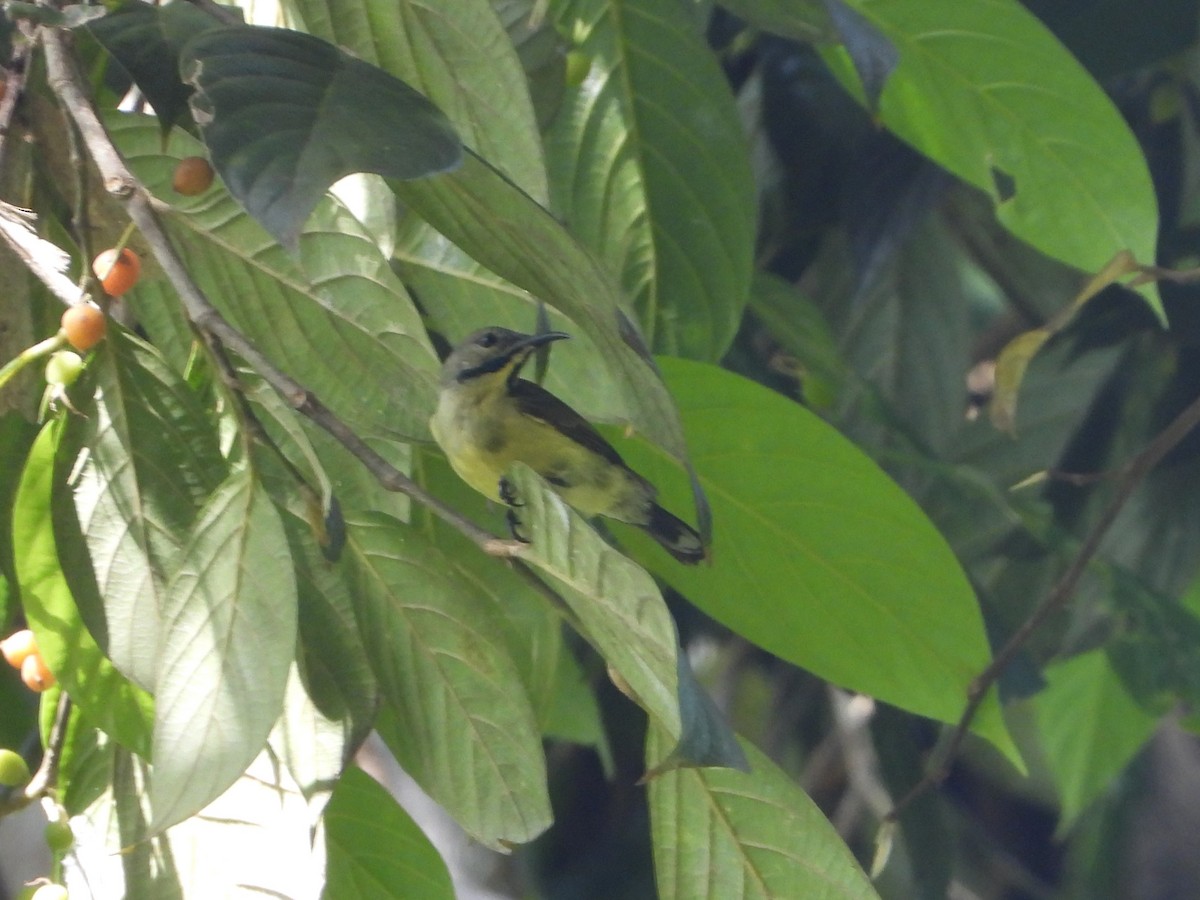 Black Sunbird - ML647103219