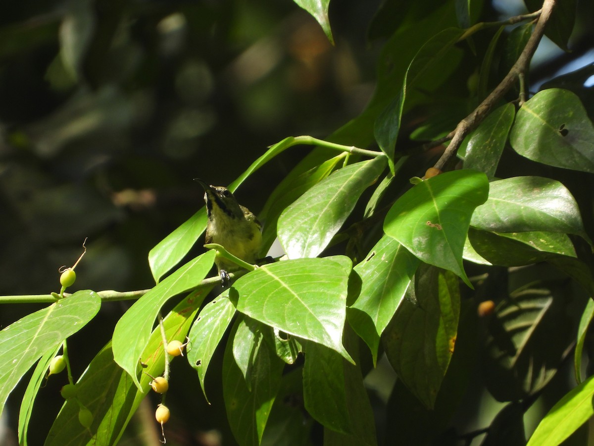 Black Sunbird - ML647103225