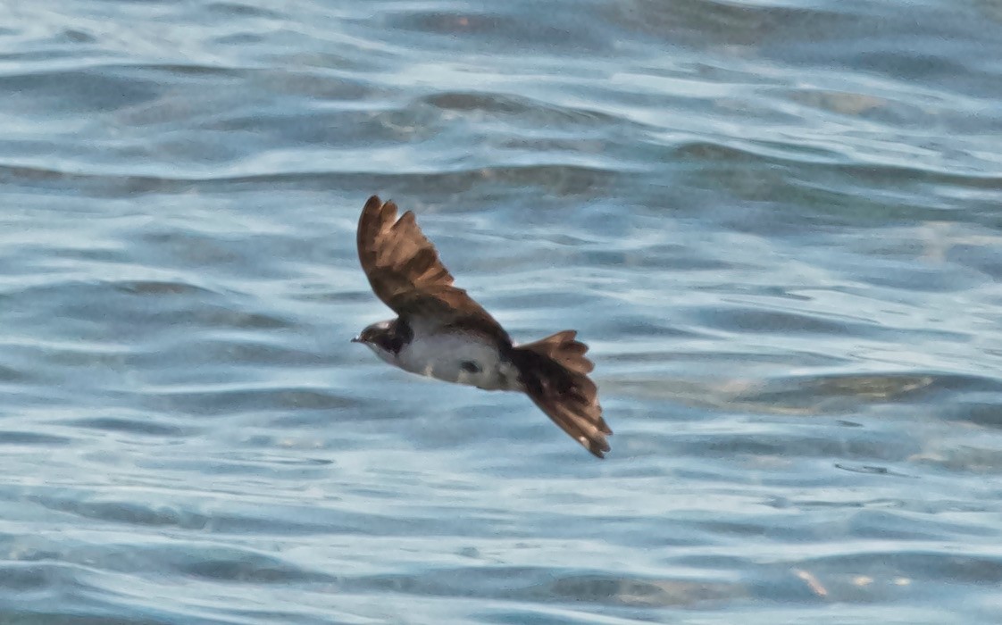 Chilean Swallow - ML647103226