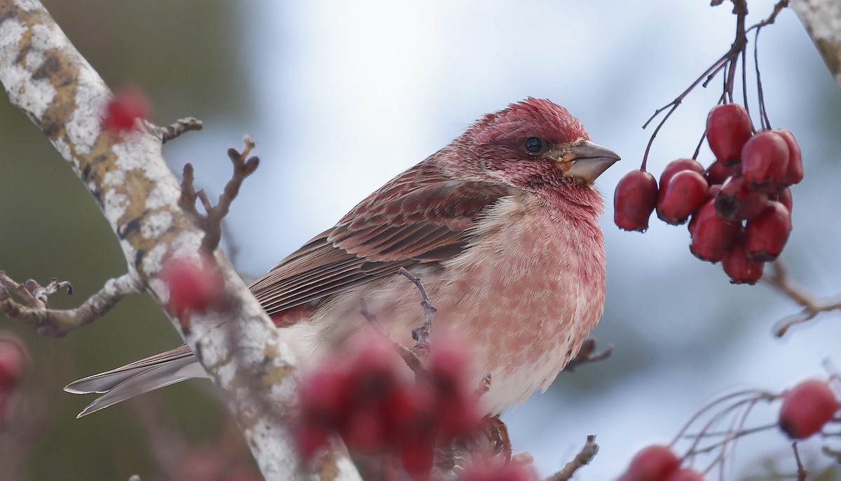 Purple Finch - ML647103232