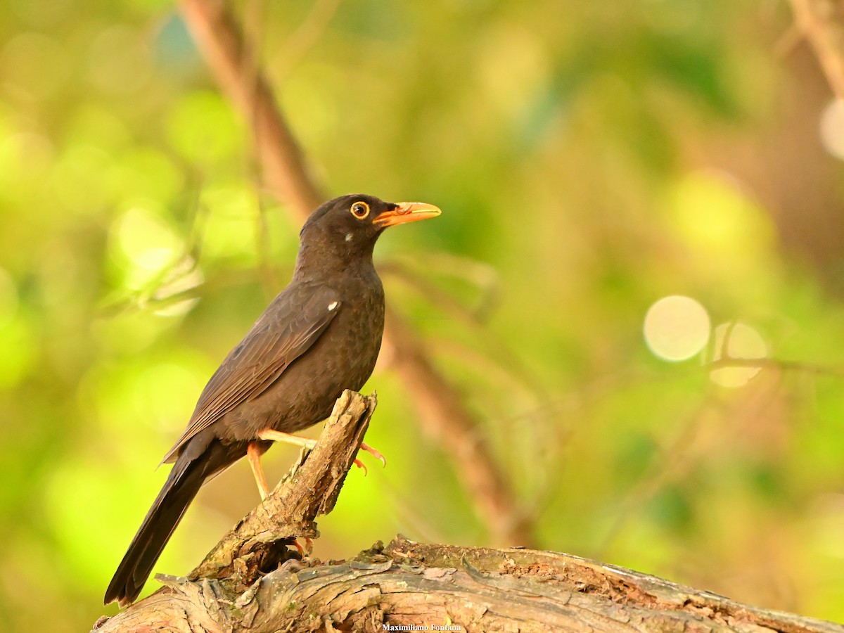 Chiguanco Thrush - ML647103245