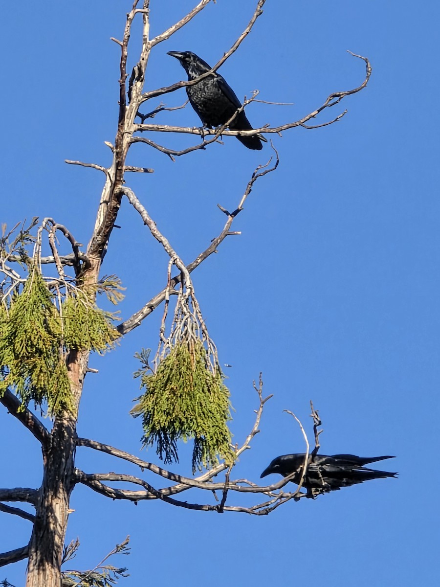 Cuervo Grande - ML647103259