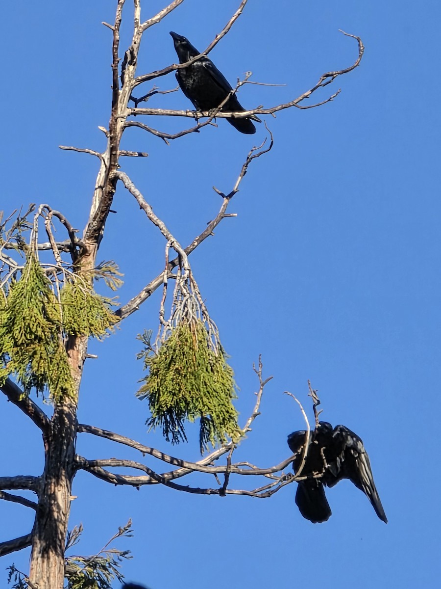 Cuervo Grande - ML647103260