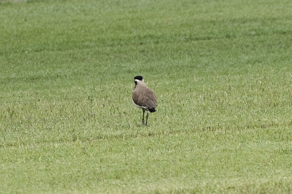 Banded Lapwing - ML647103270