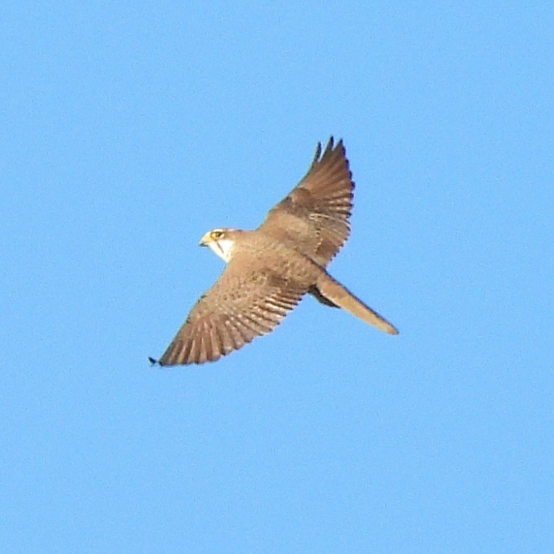 Çayır Doğanı - ML647103273