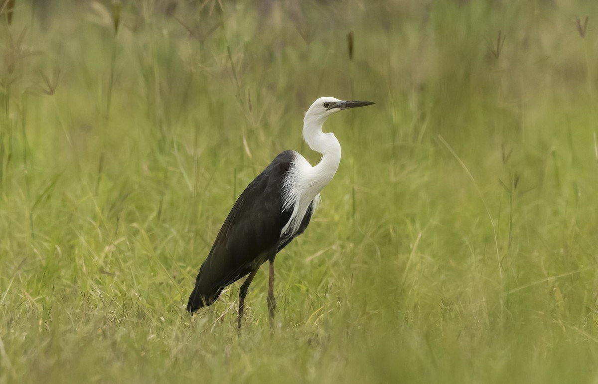 Pacific Heron - ML647103275