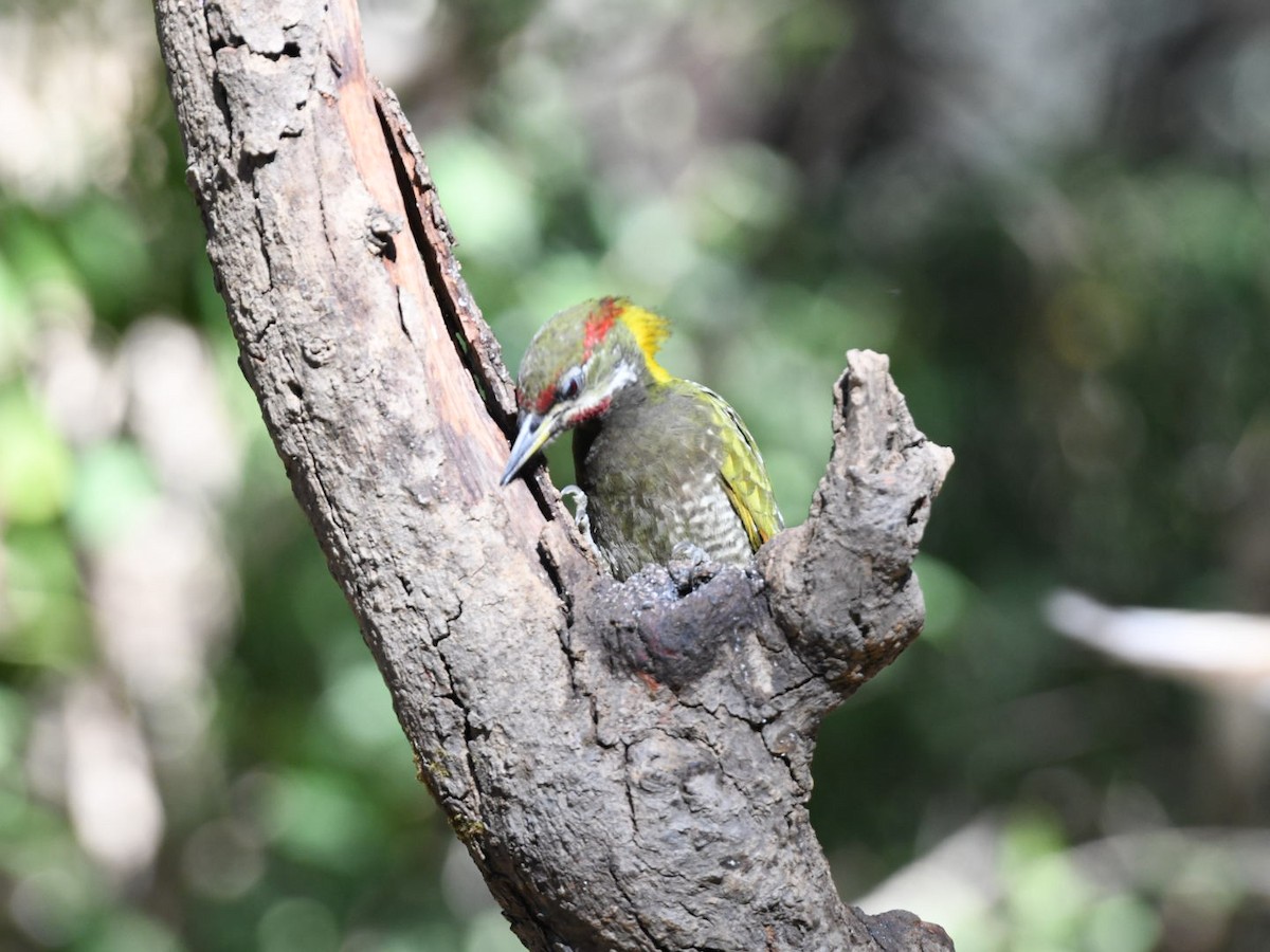 Lesser Yellownape - ML647103276