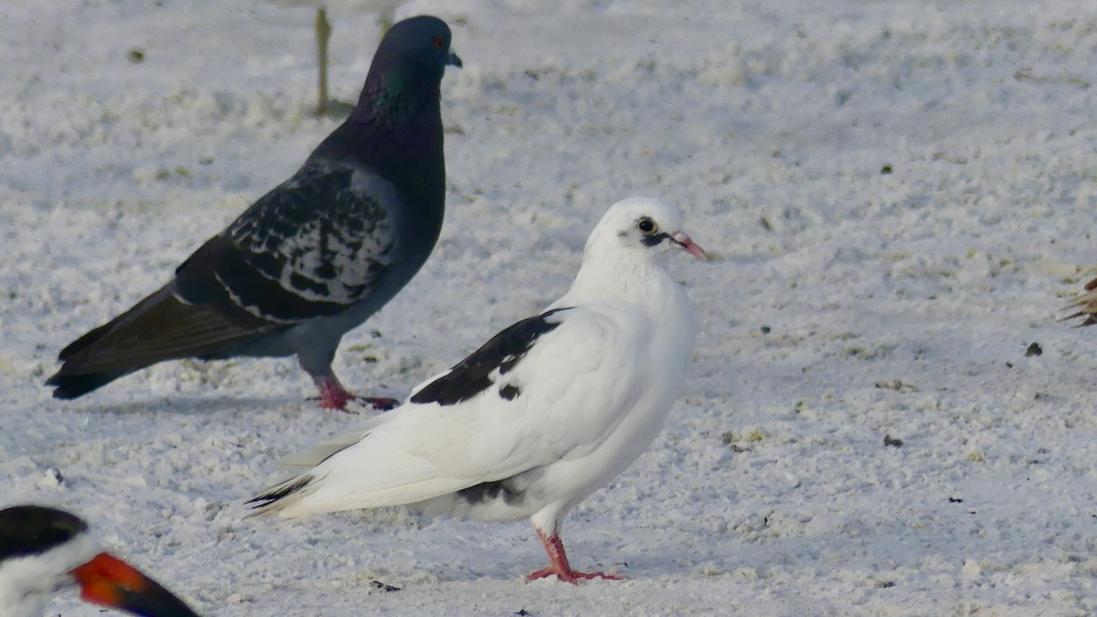 Rock Pigeon (Feral Pigeon) - ML647103277