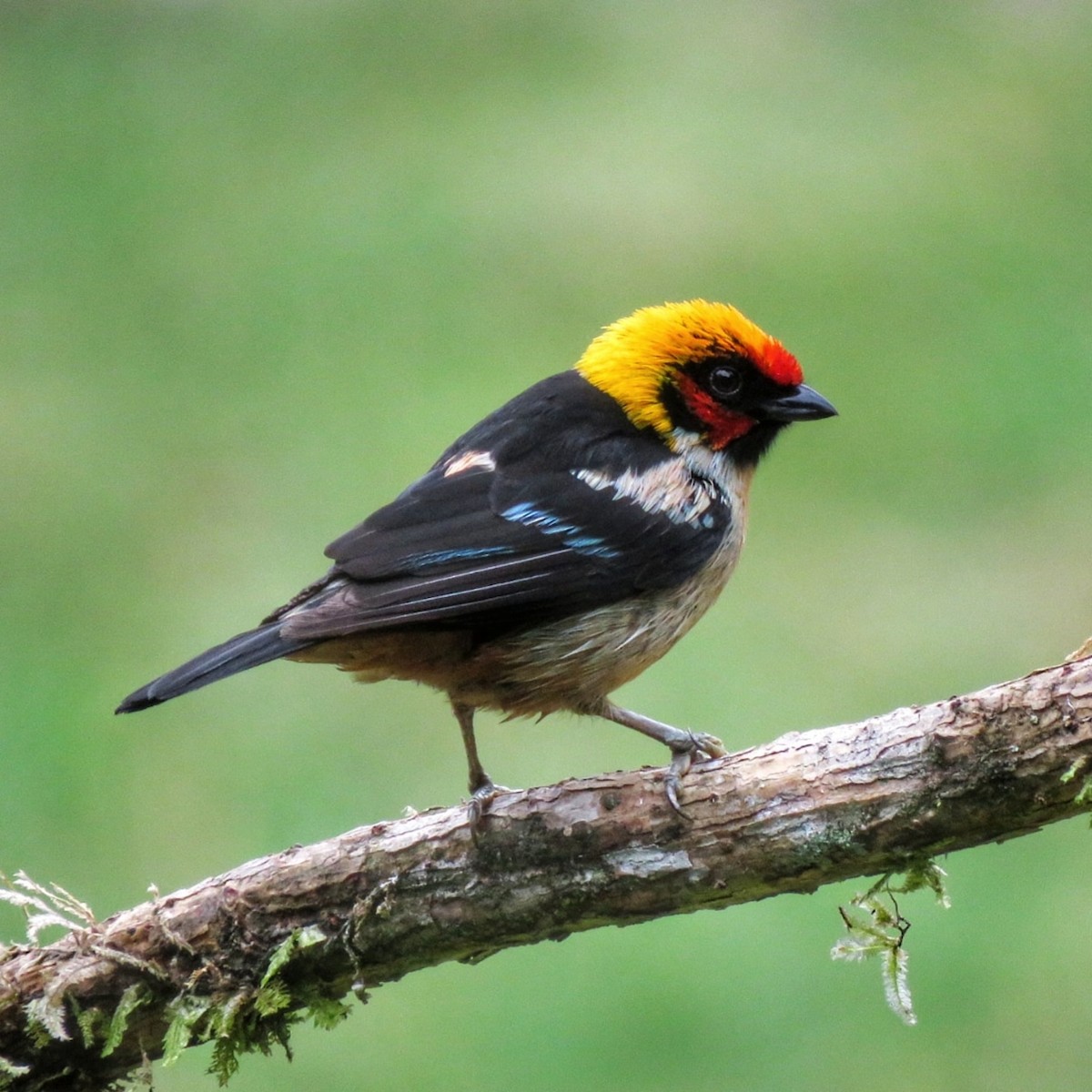Flame-faced Tanager - ML647103295