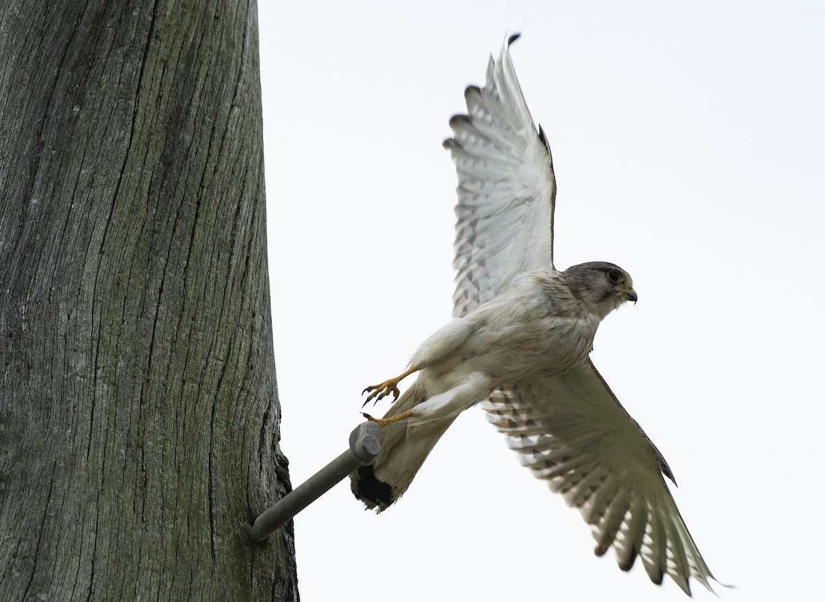 Nankeen Kestrel - ML647103297