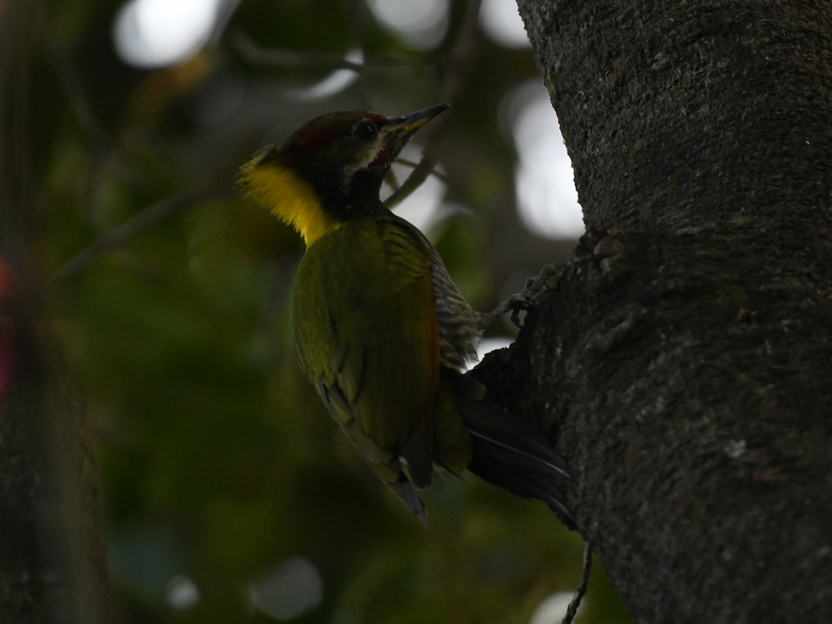 Lesser Yellownape - ML647103299