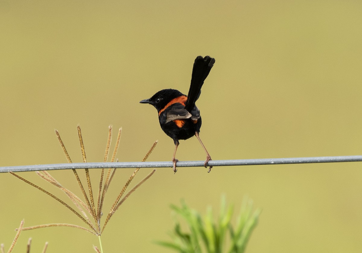 Red-backed Fairywren - ML647103301