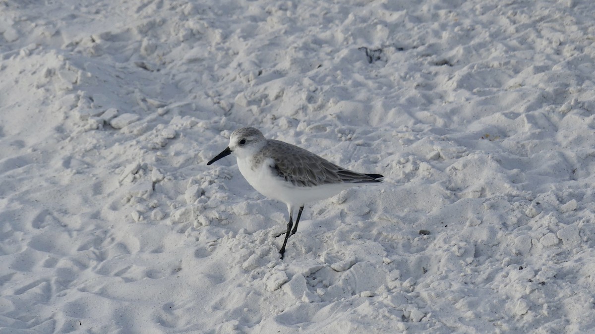 Ak Kumkuşu - ML647103302