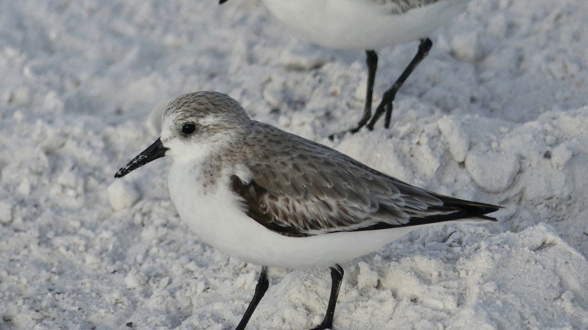 Ak Kumkuşu - ML647103303