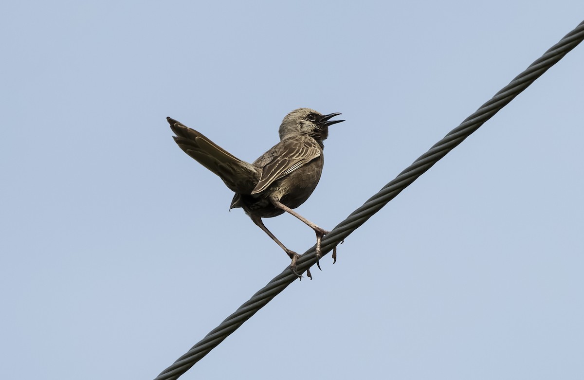 Brown Songlark - ML647103311