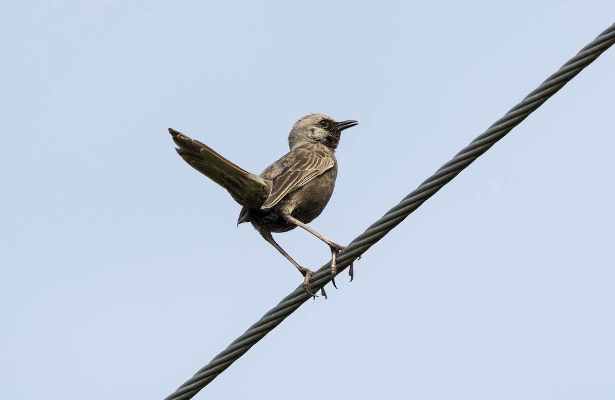 Brown Songlark - ML647103312