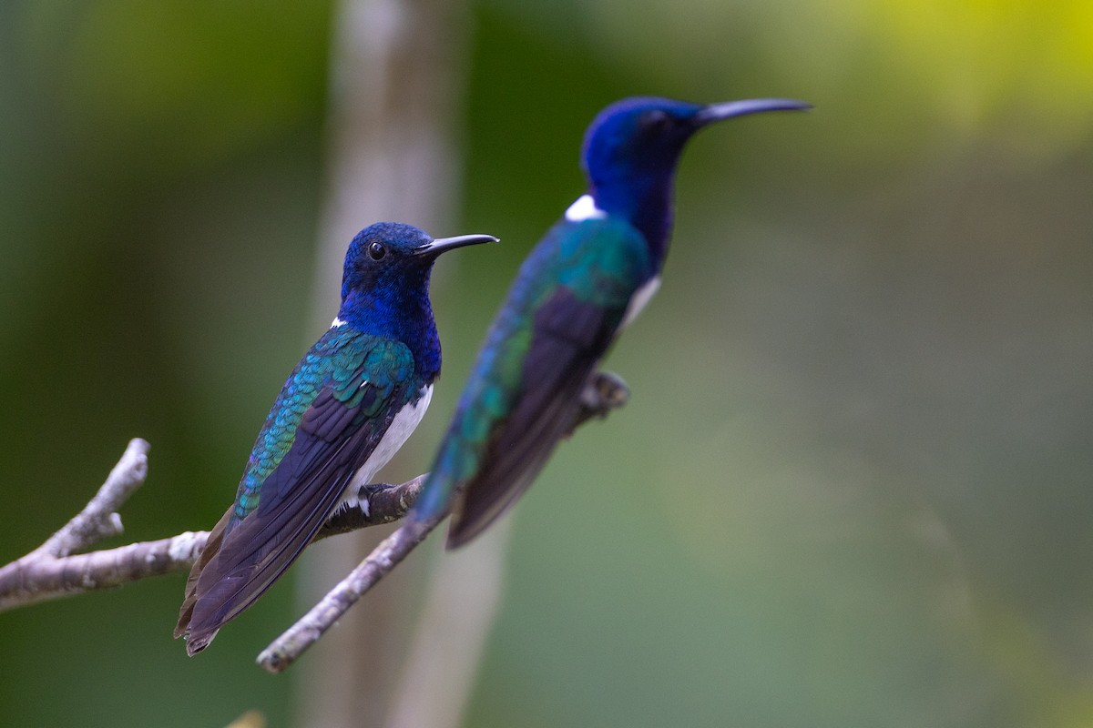 White-necked Jacobin - ML647103318
