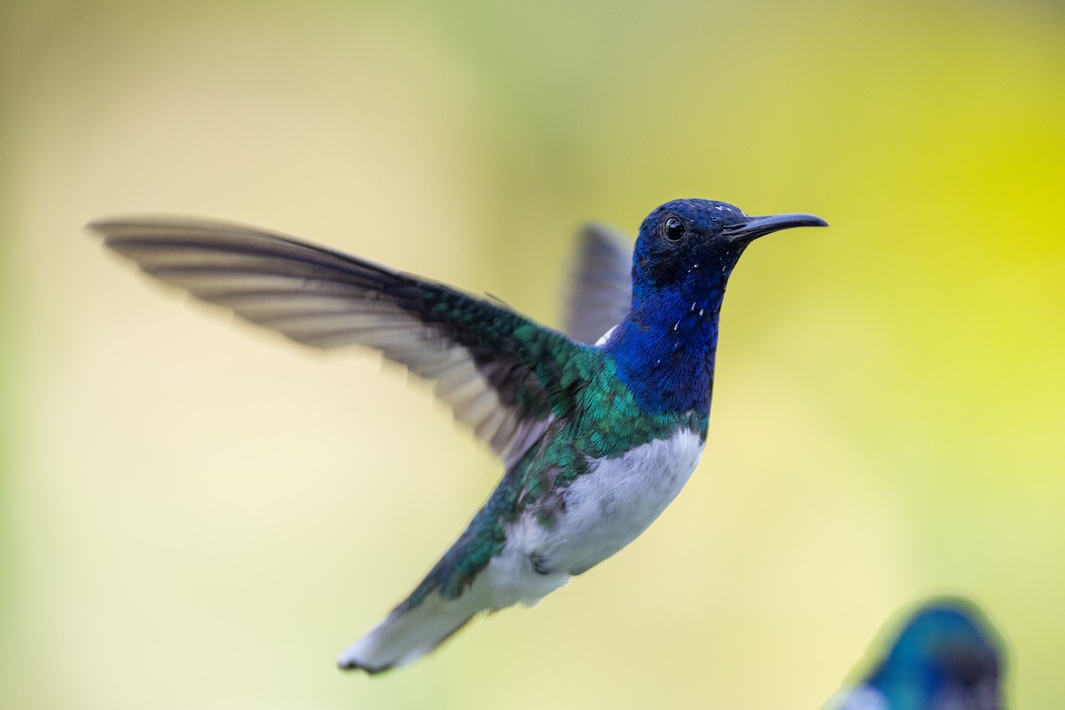 White-necked Jacobin - ML647103319