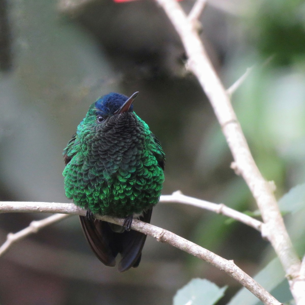 Amazilia Capiazul - ML647103320